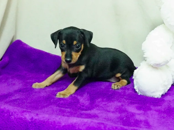 Bockey (Female) AKC Purebred Min Pin - Exotic Miniature Pinschers